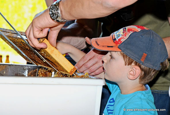 Tag des offenen Bienenstocks beim Fröhlichen Imker Anton Fröhlich in Spillern