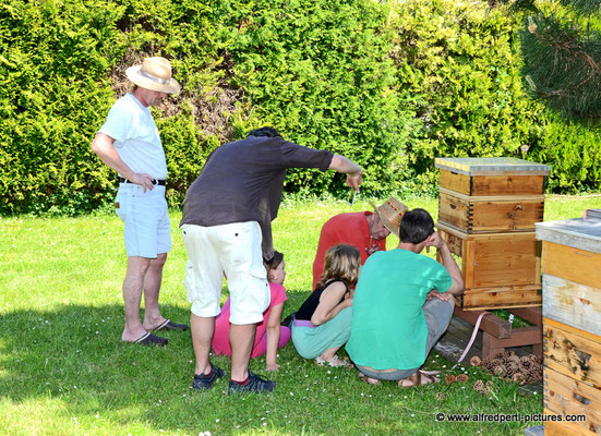 Tag des offenen Bienenstocks beim Fröhlichen Imker Anton Fröhlich in Spillern