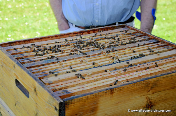 Tag des offenen Bienenstocks beim Fröhlichen Imker Anton Fröhlich in Spillern