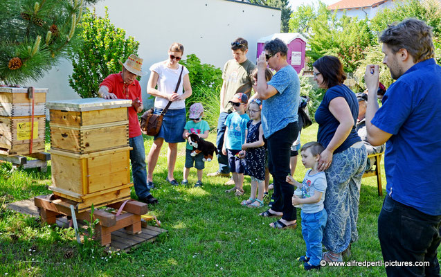 Tag des offenen Bienenstocks beim Fröhlichen Imker Anton Fröhlich in Spillern