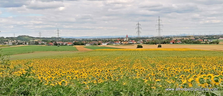 Sonnenblumenfeld bei Enzersfeld