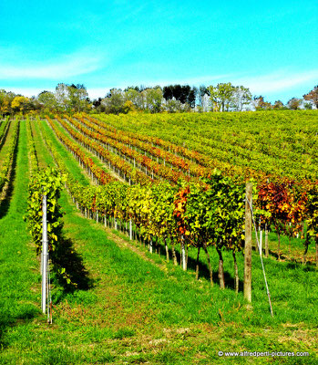 Herbst am Bisamberg