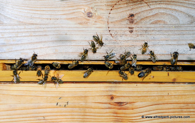 Tag des offenen Bienenstocks beim Fröhlichen Imker Anton Fröhlich in Spillern