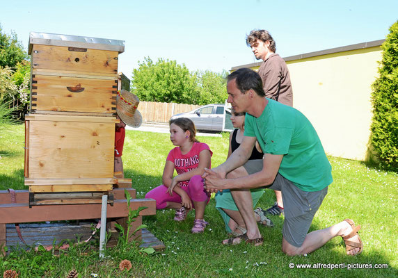 Tag des offenen Bienenstocks beim Fröhlichen Imker Anton Fröhlich in Spillern