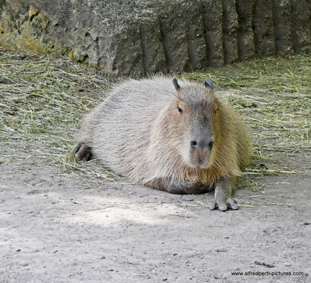 Im Tiergarten Schönbrunn