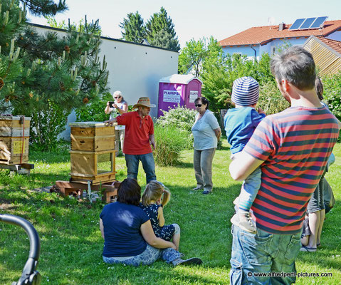 Tag des offenen Bienenstocks beim Fröhlichen Imker Anton Fröhlich in Spillern