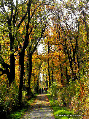 Herbst am Bisamberg