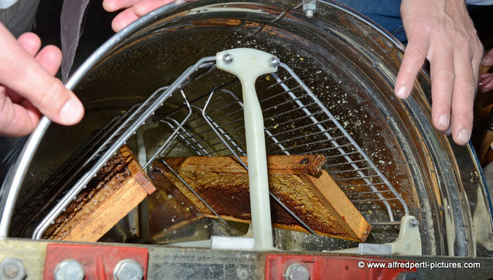 Tag des offenen Bienenstocks beim Fröhlichen Imker Anton Fröhlich in Spillern