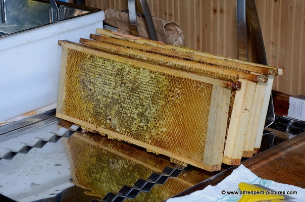 Tag des offenen Bienenstocks beim Fröhlichen Imker Anton Fröhlich in Spillern