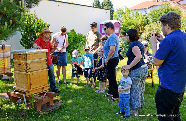 Tag des offenen Bienenstocks beim Fröhlichen Imker Anton Fröhlich in Spillern