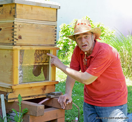 Tag des offenen Bienenstocks beim Fröhlichen Imker Anton Fröhlich in Spillern