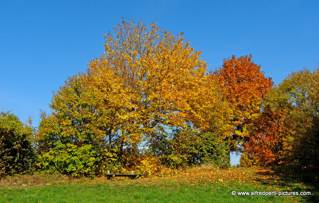 Herbst am Bisamberg