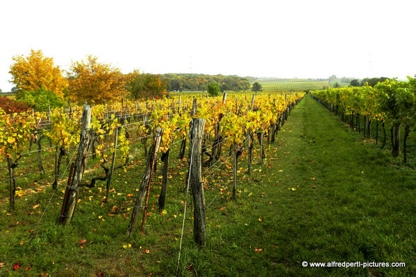 Herbst am Bisamberg