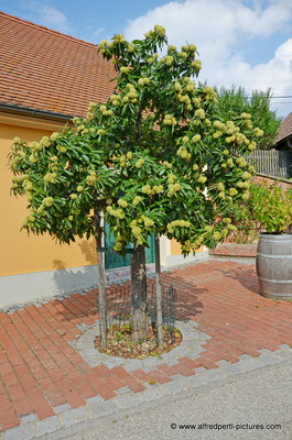 Kellergasse in Falkenstein