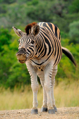 Steppenzebra, Burchell-Zebra (Equus quagga bruchelli)