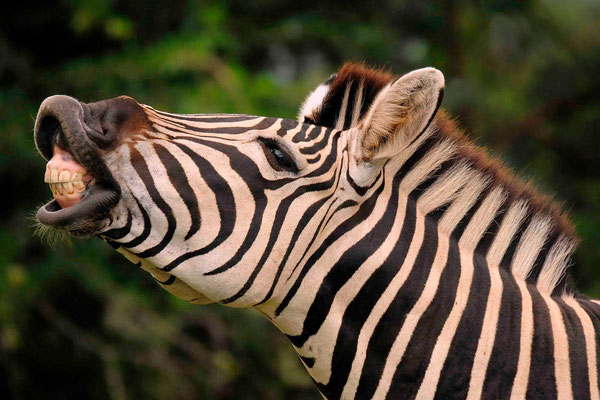 Steppenzebra auch Burchell-Zebra (Equus quagga burchelli)