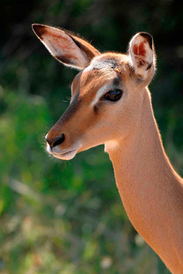 Impala auch Schwarzfersenantilope (Aepyceros melampus)