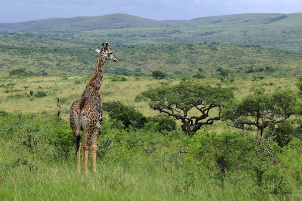 Kapgiraffe (Giraffa camelopardalis giraffe)