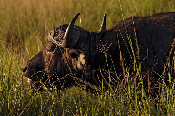 Afrikanischer Büffel früher Kaffernbüffel (Syncerus caffer)