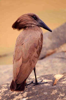 Hammerkopf oder Schattenvogel (Scopus umbretta)