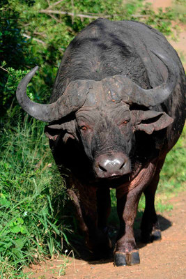 Afrikanischer Büffel, früher Kaffernbüffel (Syncerus caffer)