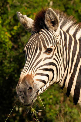 Steppenzebra, Burchell-Zebra (Equus quagga burchelli)