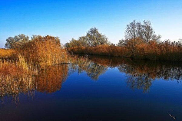 Neusiedlersee
