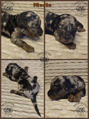 Zwergpudel Welpe black and tan merle