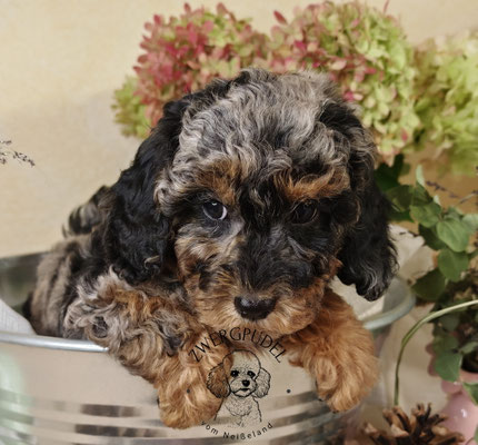 Zwergpudel Welpe black and tan merle Portraitaufnahme