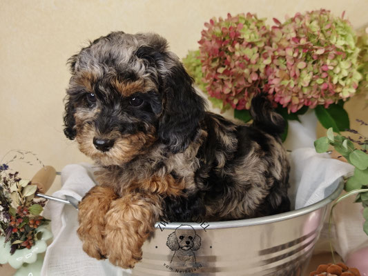 Zwergpudel Welpe black and tan merle Portraitaufnahme