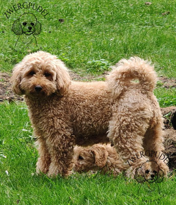 Zwergpudel Muttertier mit Nachwuchs