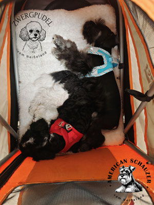 Zwergpudelwelpe und American Minischnauzer Welpe