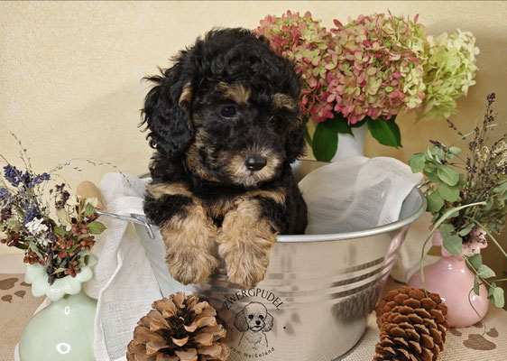 Zwergpudel Welpe black and tan Portraitaufnahme