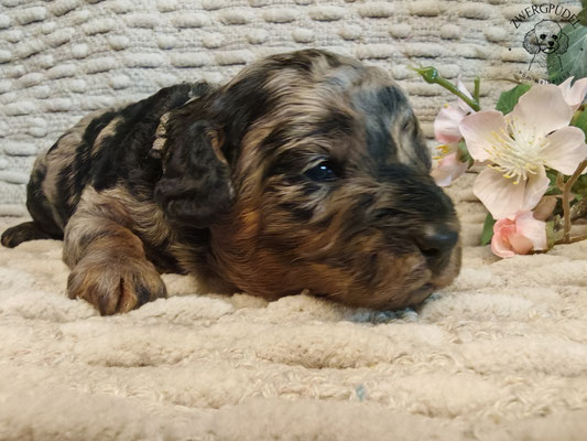 wergpudel Welpe black and tan merle
