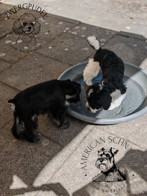 Zwergpudelwelpe und American Minischnauzer Welpe