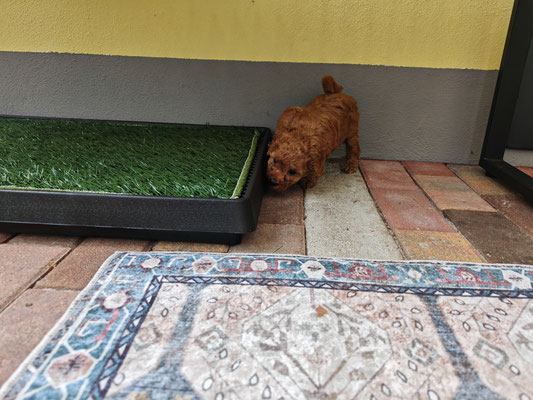 Zwergpudel Welpen beim Toben