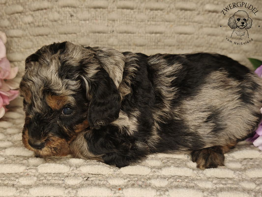 Zwergpudel Welpe black and tan merle4 Wochen alt