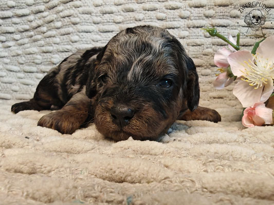 Zwergpudel Welpe black and tan merle