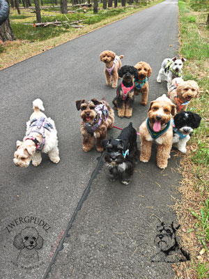 Hunderudel vom Neisseland mit American Miniature Schnauzern und Zwergpudeln