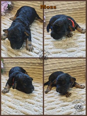 Zwergpudel Welpe black and tan