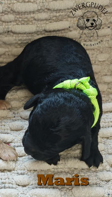 Zwergpudel Welpe black 