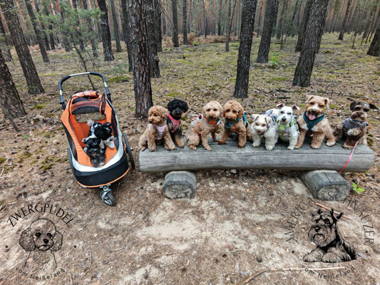 Hunderudel vom Neisseland mit American Miniature Schnauzern und Zwergpudeln