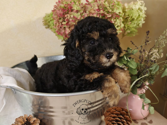 Zwergpudel Welpe black and tan Portraitaufnahme