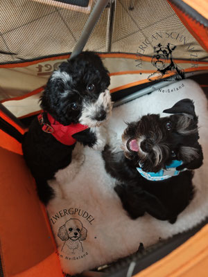 Zwergpudelwelpe und American Minischnauzer Welpe