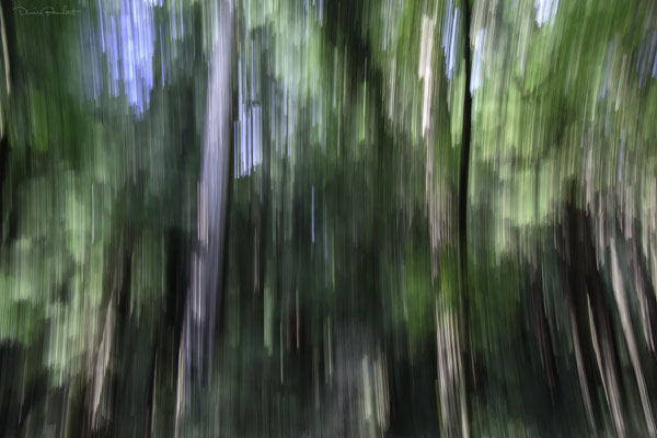 Woods