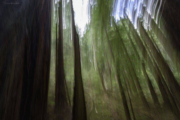 There's something in the forest