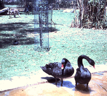 World Tour - Black Swans @ Adelaid Zoo SA 6.12.75
