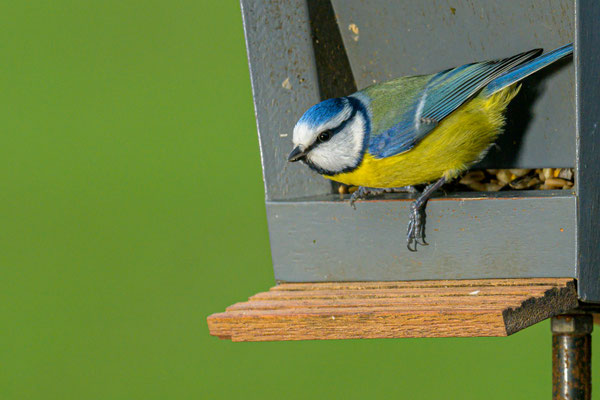 Blaumeise