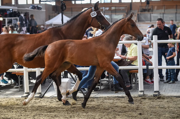 Fohlenchampionat Avenches 2019 Foto: Katja Stuppia