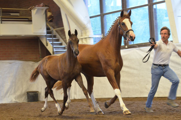 Donna Luna mit ihrer Mutter Donna Grazia an der Fohlenschau in Lausen 2013